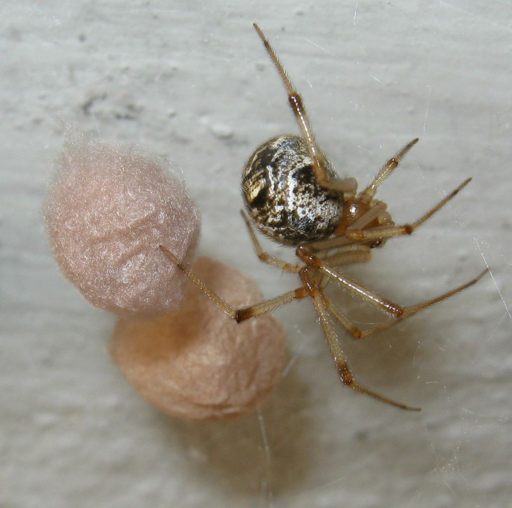 La vendetta di Parasteatoda su Pompilide - Treviso