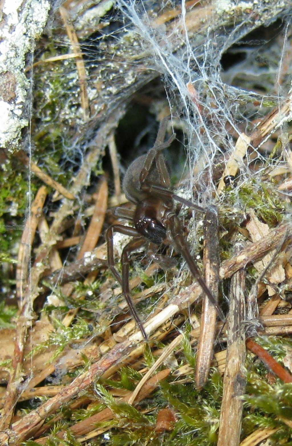 Amaurobius sp. - Fiera di Primiero (TN)
