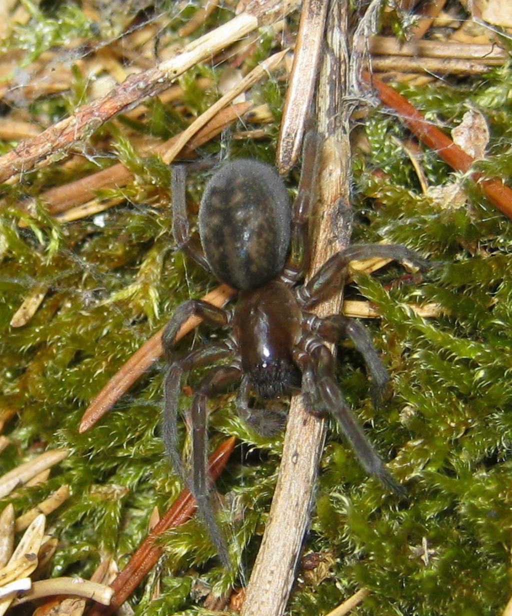 Amaurobius sp. - Fiera di Primiero (TN)