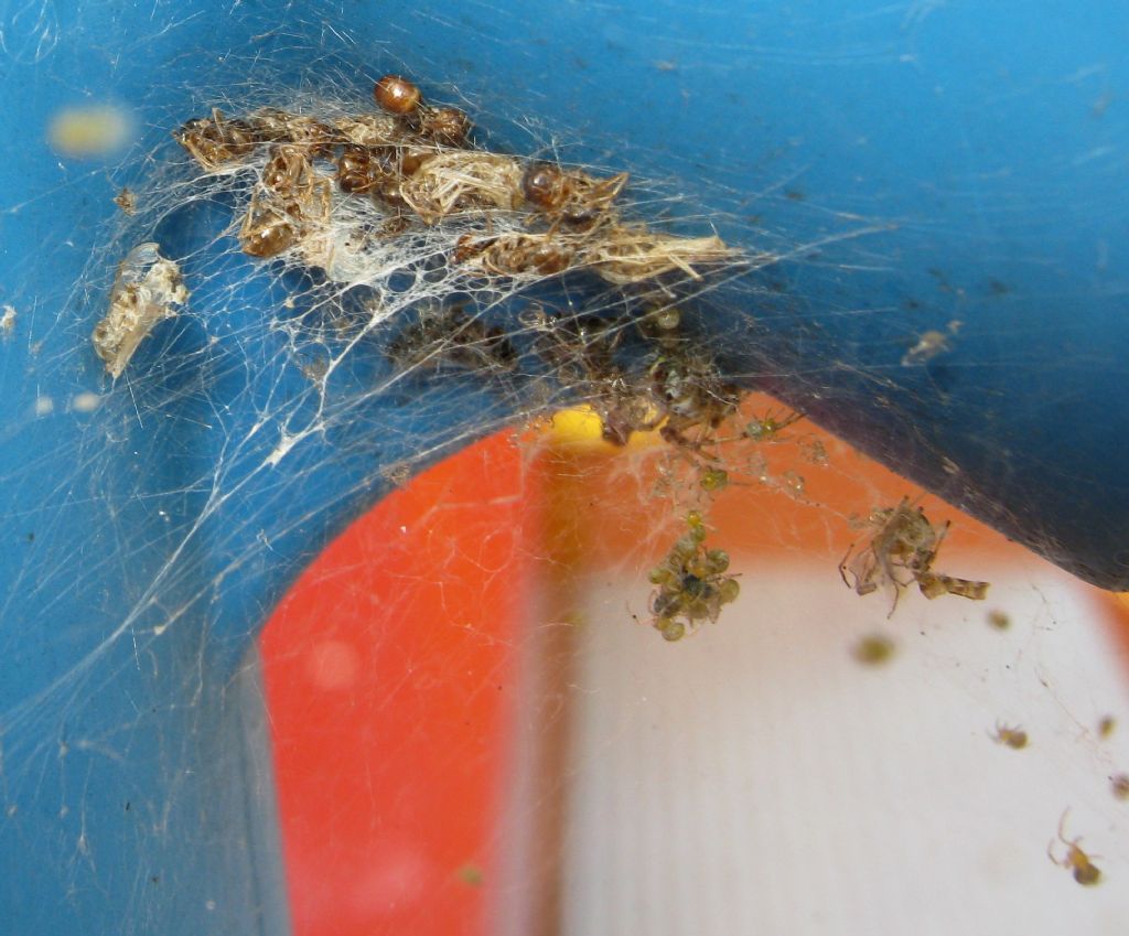 Phylloneta sp., nutrizione piccoli - Treviso (TV)