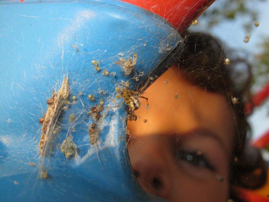 Phylloneta sp., nutrizione piccoli - Treviso (TV)