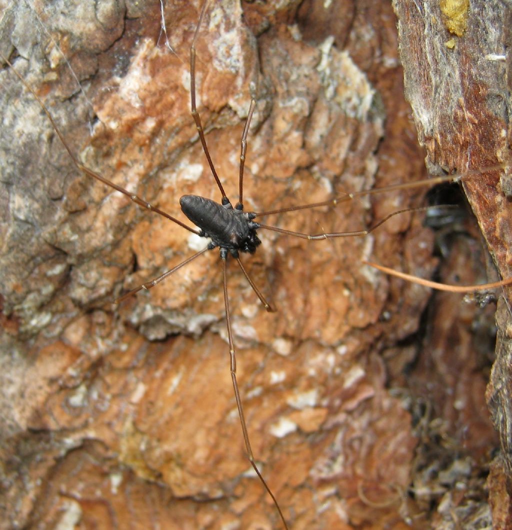 Platybunus sp?  S, Platybunus pinetorum (Phalangiidae)