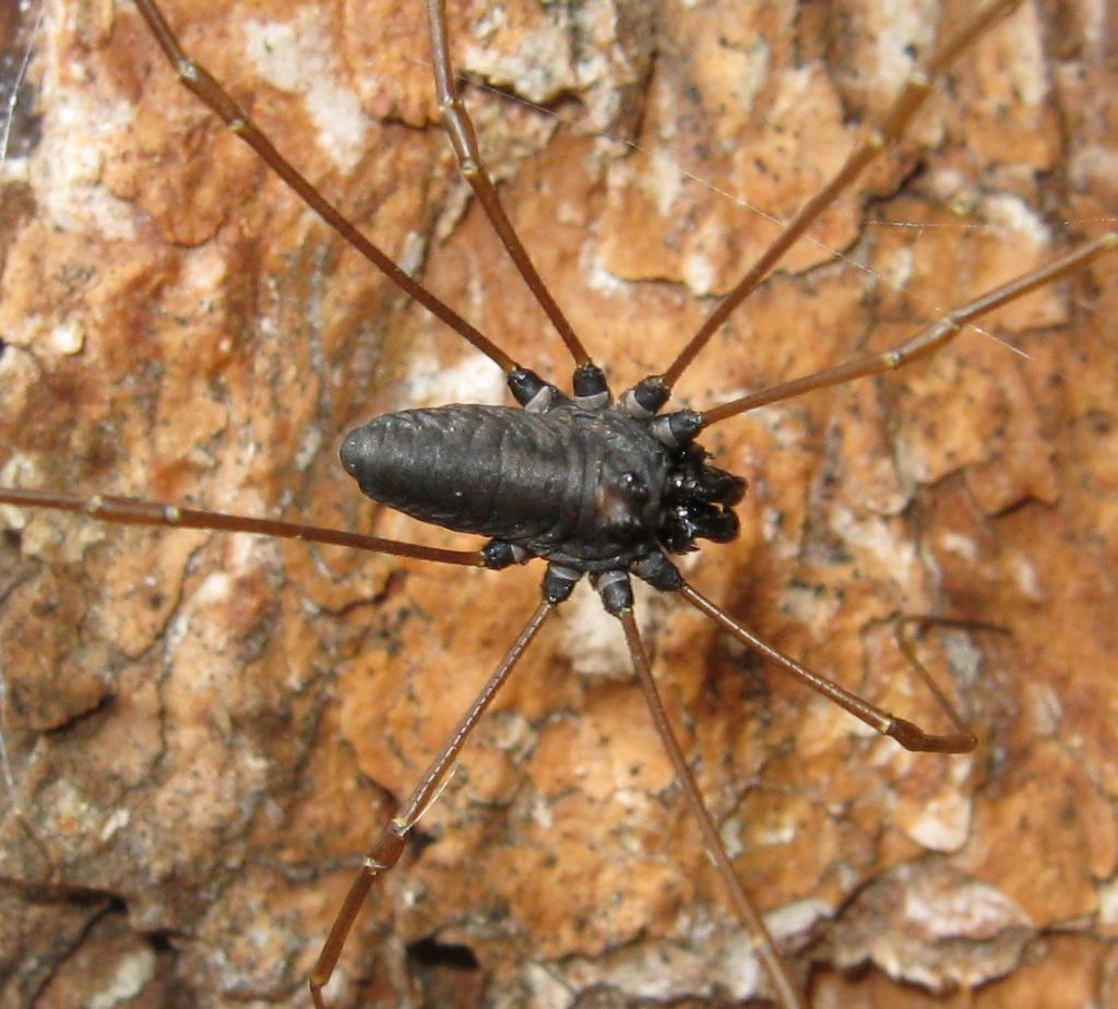 Platybunus sp?  Sì, Platybunus pinetorum (Phalangiidae)