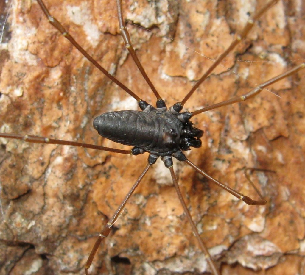 Platybunus sp?  S, Platybunus pinetorum (Phalangiidae)