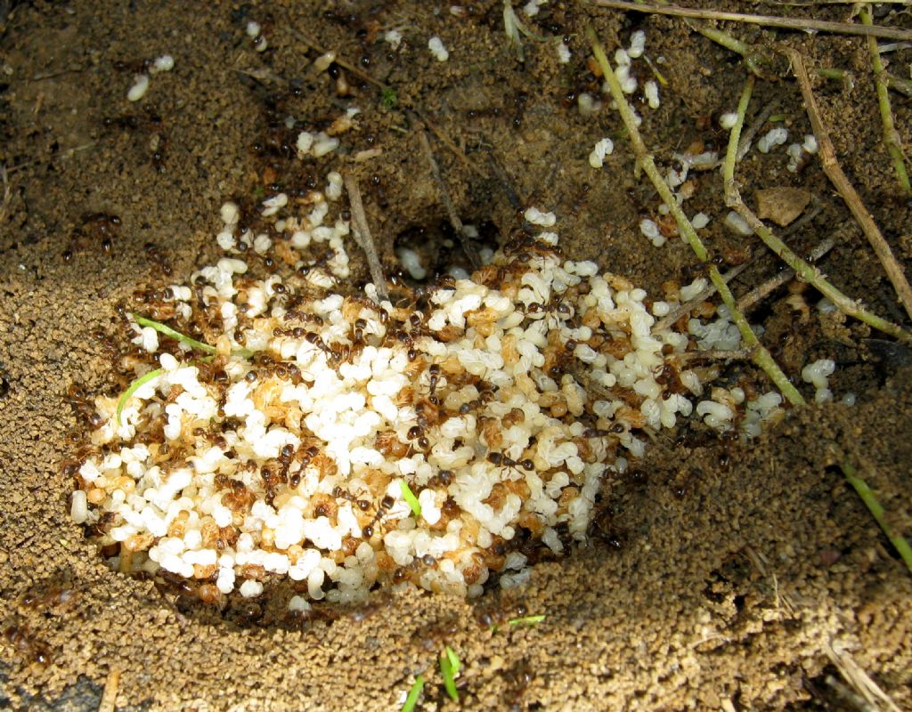 Potete spiegarmi la scena? Formicaio di Tetramorium sp.