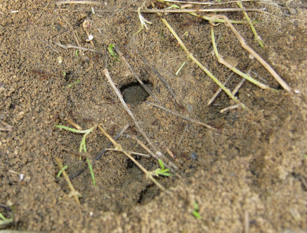 Potete spiegarmi la scena? Formicaio di Tetramorium sp.