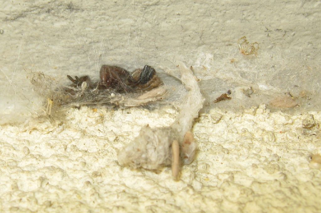 Segestria bavarica predata da Scotophaeus sp. - Treviso