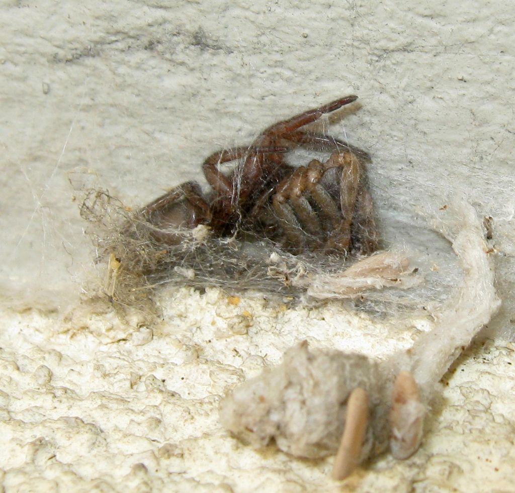 Segestria bavarica predata da Scotophaeus sp. - Treviso