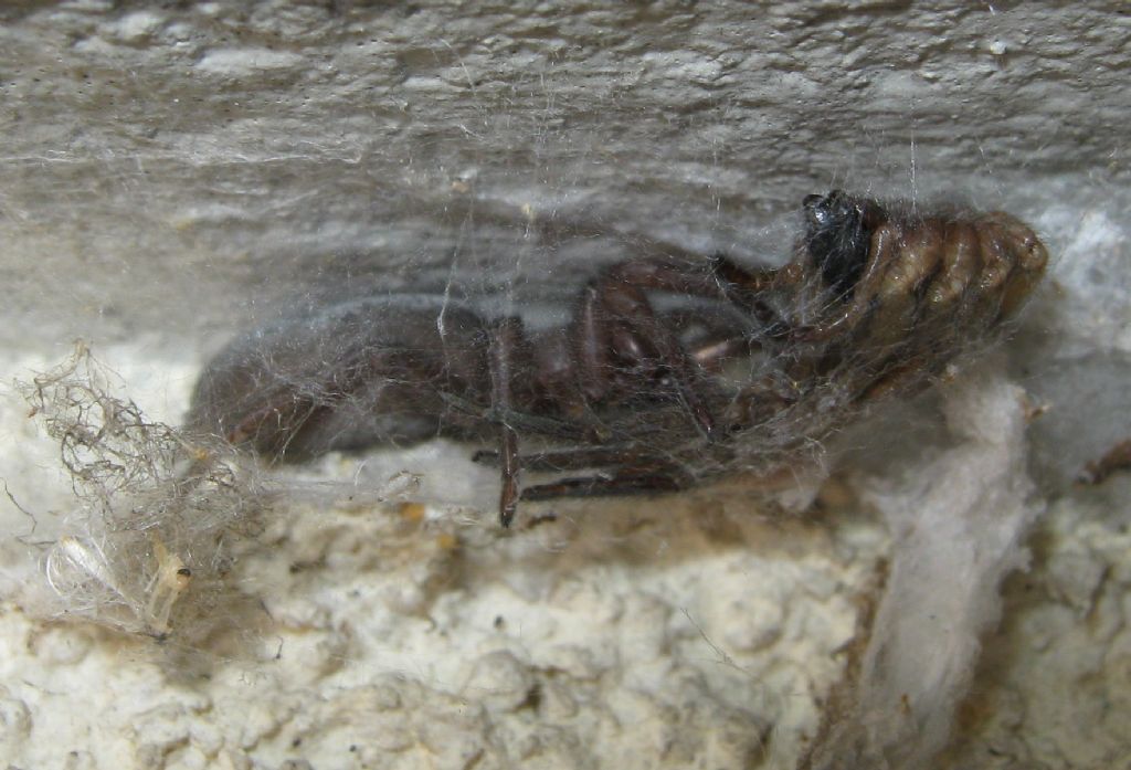 Segestria bavarica predata da Scotophaeus sp. - Treviso