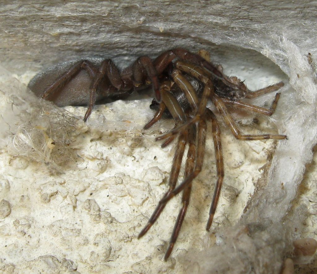 Segestria bavarica predata da Scotophaeus sp. - Treviso