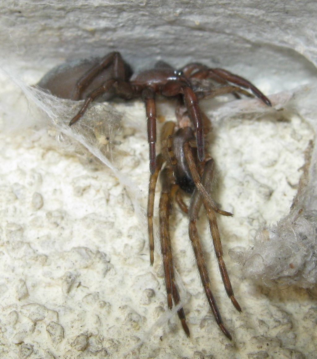 Segestria bavarica predata da Scotophaeus sp. - Treviso