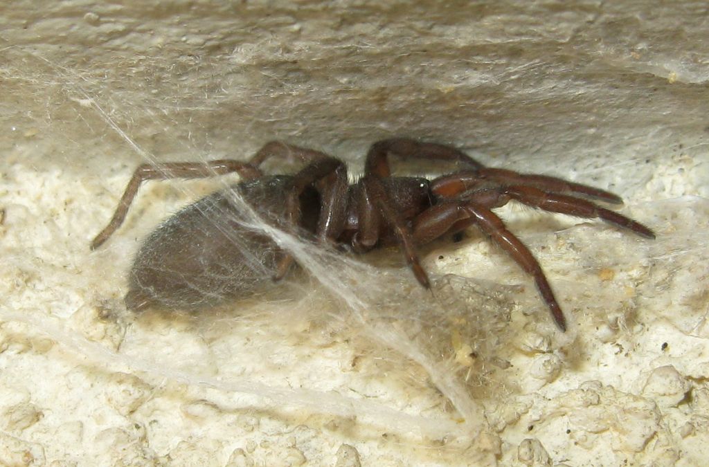 Segestria bavarica predata da Scotophaeus sp. - Treviso