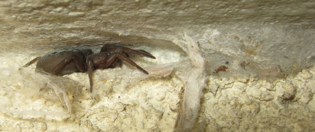 Segestria bavarica predata da Scotophaeus sp. - Treviso