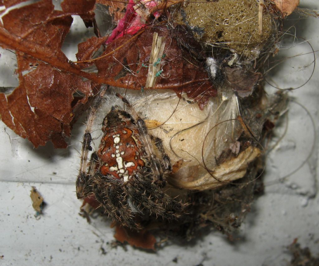Araneus diadematus: deposizione uova - Treviso