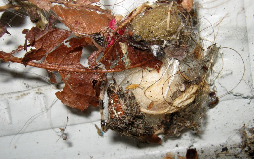 Araneus diadematus: deposizione uova - Treviso