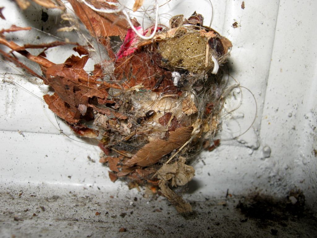 Araneus diadematus: deposizione uova - Treviso