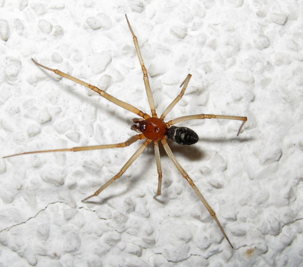 maschio di Steatoda grossa - Treviso