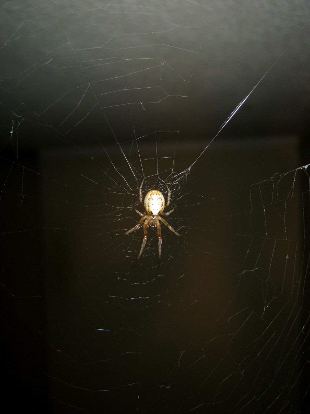 Zygiella sp.particolarit della tela