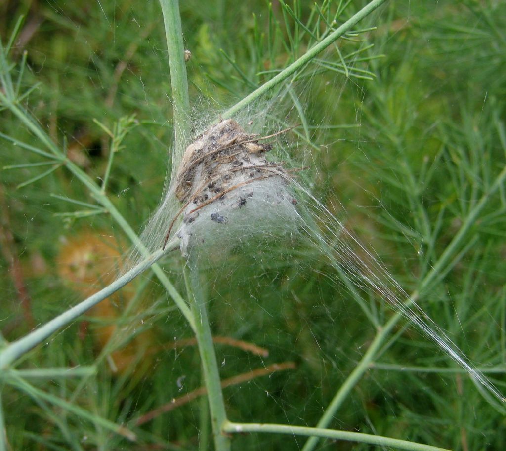 Phylloneta sp. nido e ovisacco