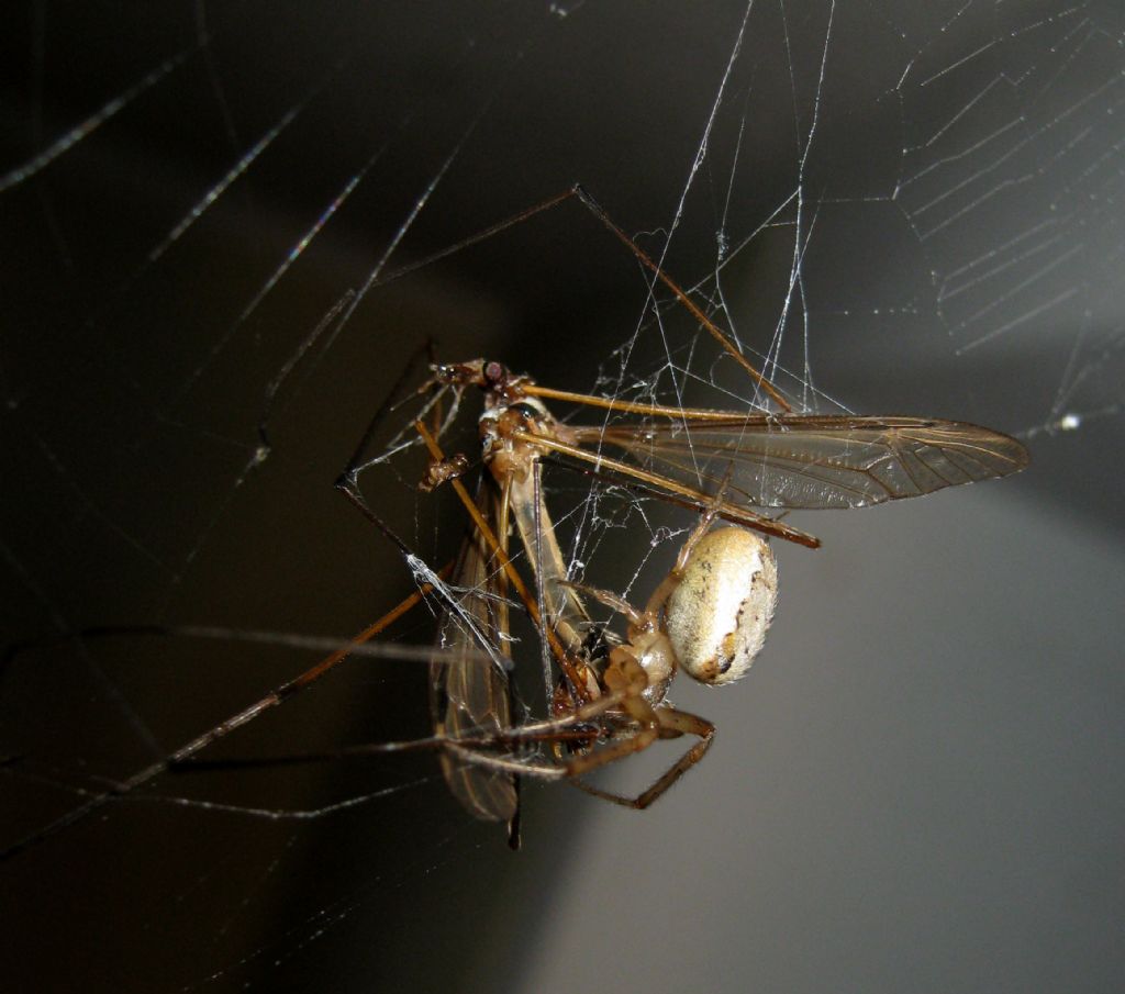 Zygiella sp.particolarit della tela
