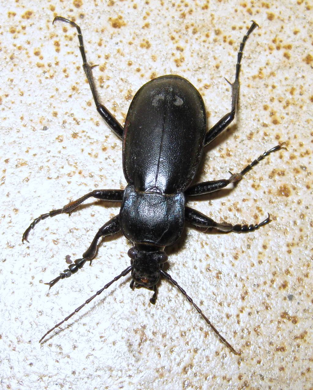 Carabus (Megodontus) germarii