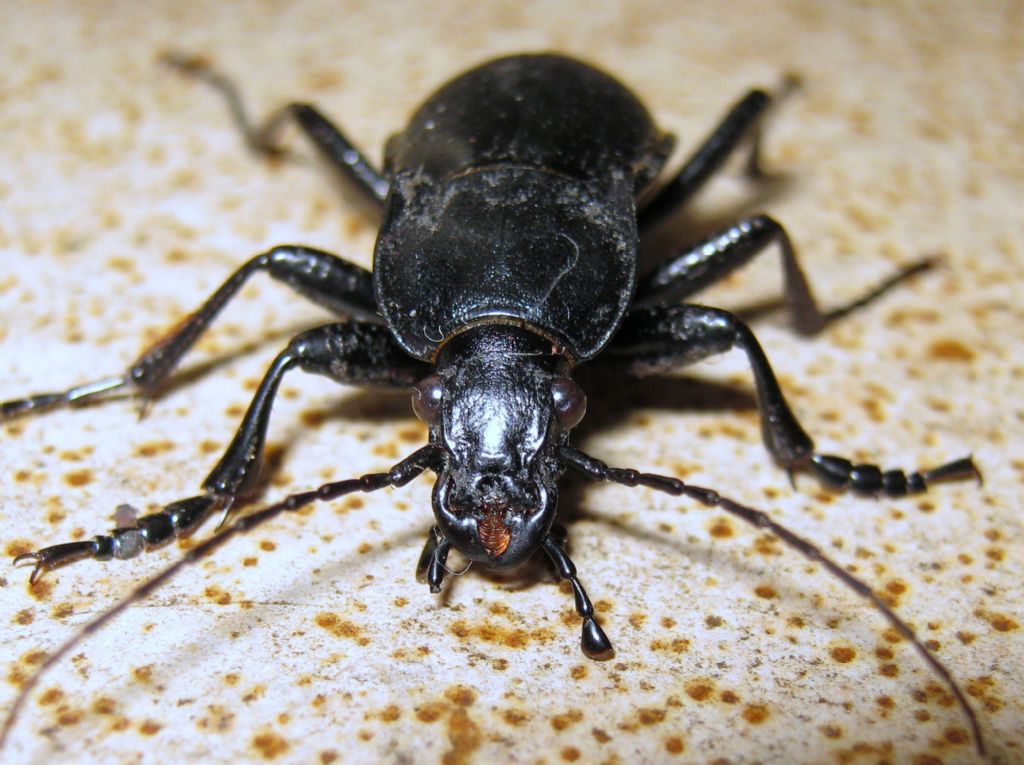 Carabus (Megodontus) germarii