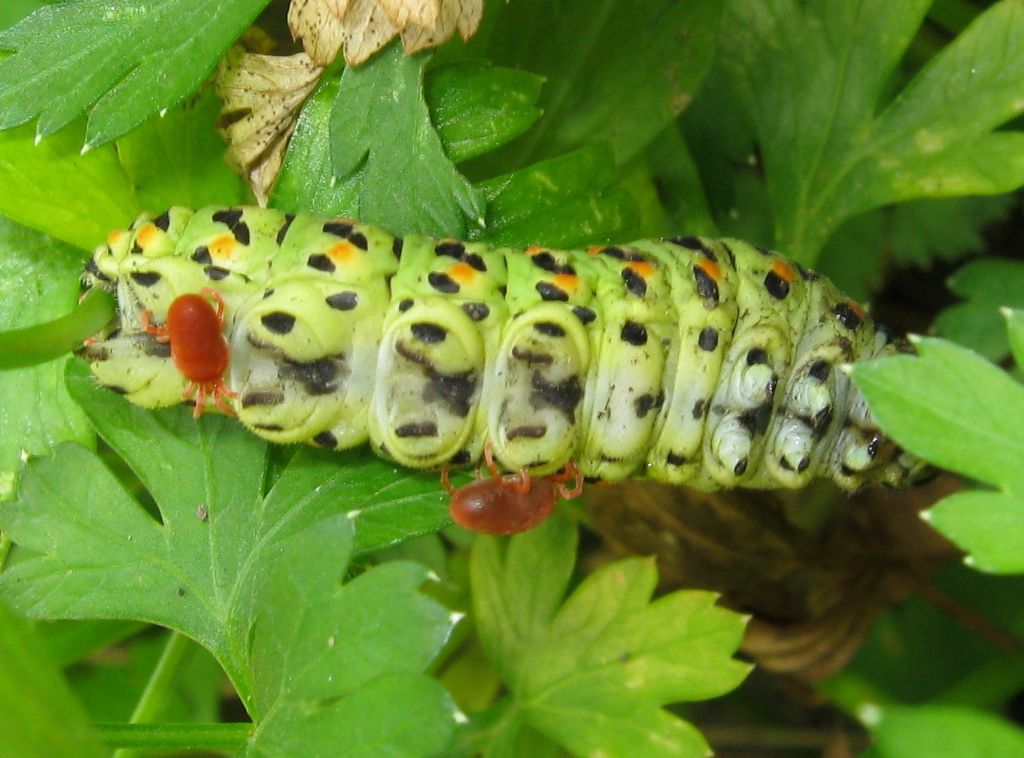 Trombidiidae su bruco di Macaone