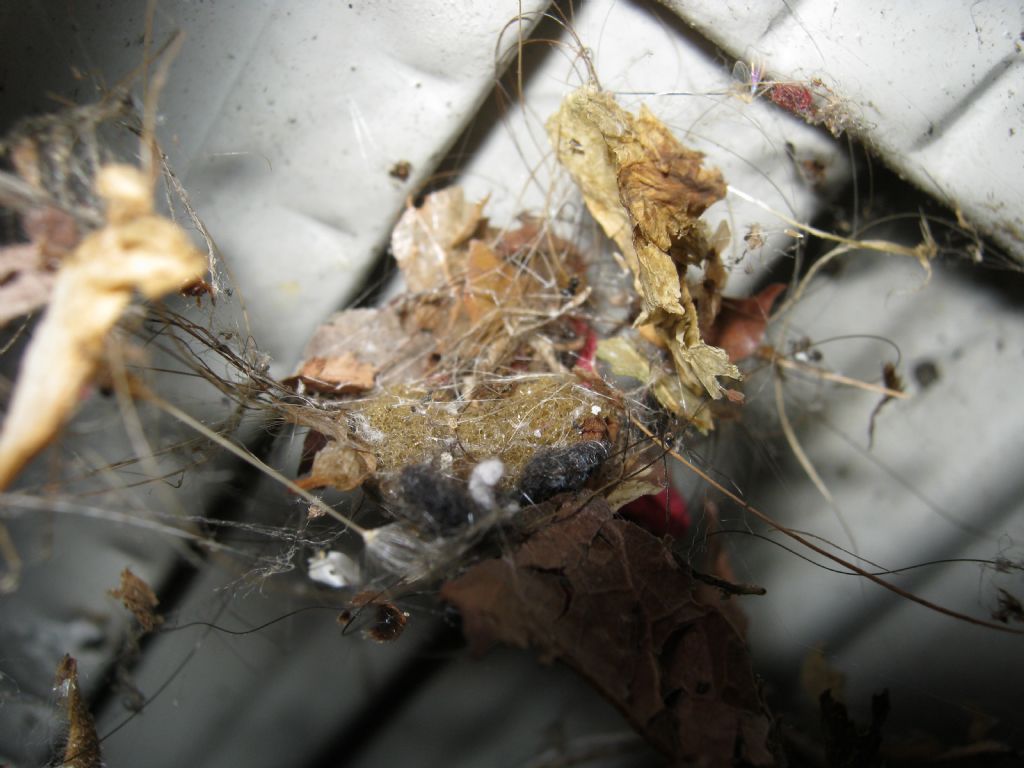 Araneus diadematus: deposizione uova - Treviso