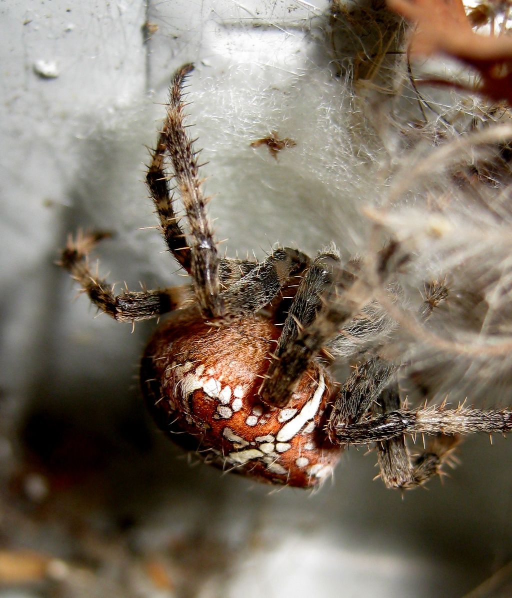 Araneus diadematus: deposizione uova - Treviso