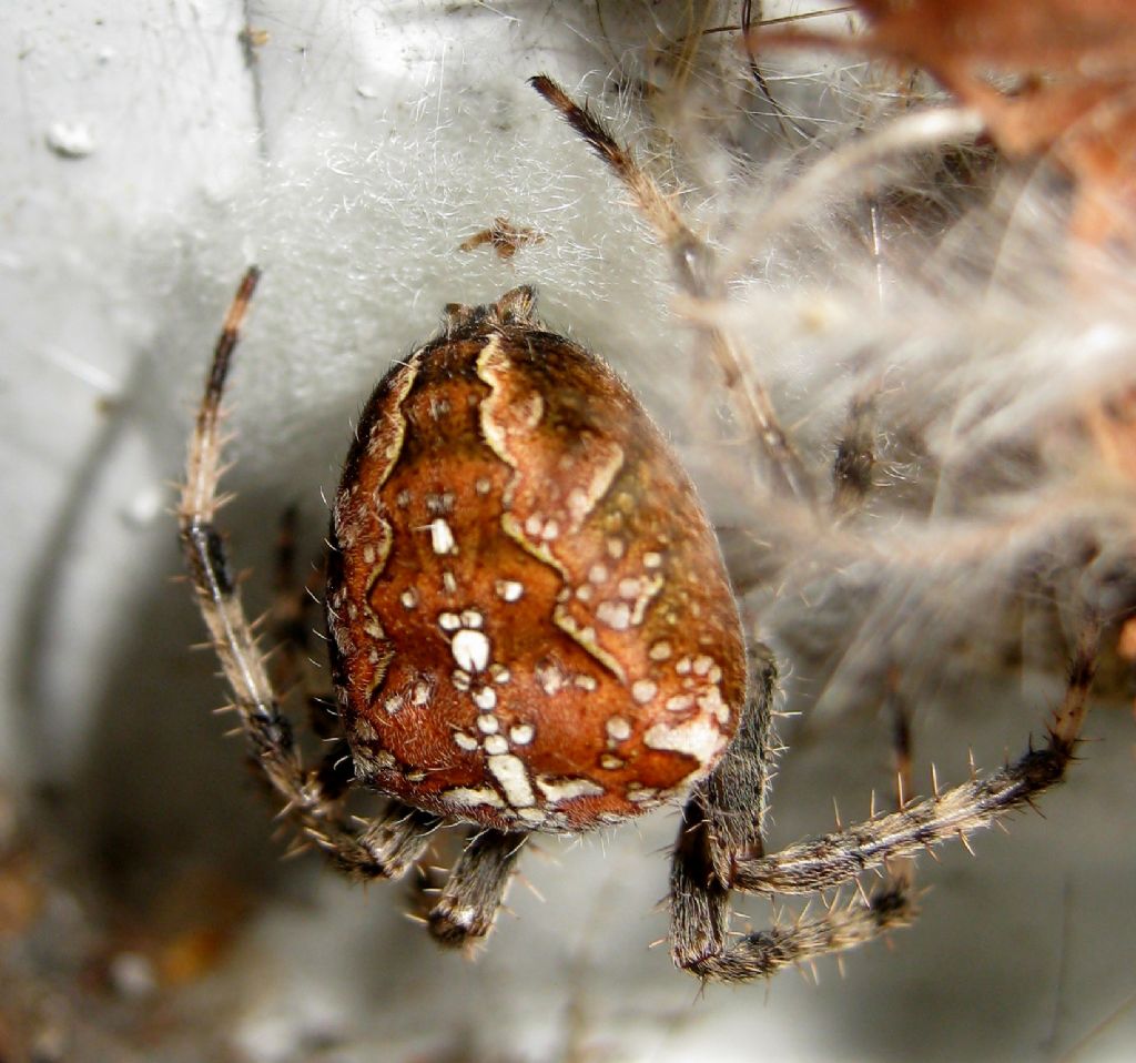 Araneus diadematus: deposizione uova - Treviso