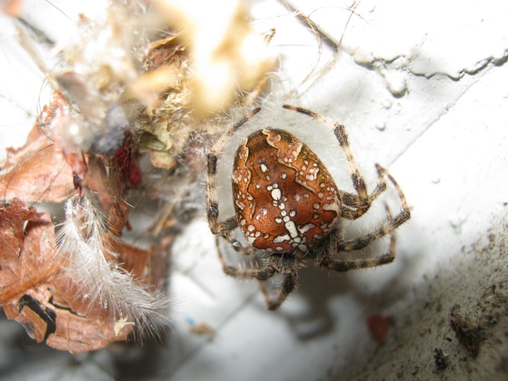 Araneus diadematus: deposizione uova - Treviso