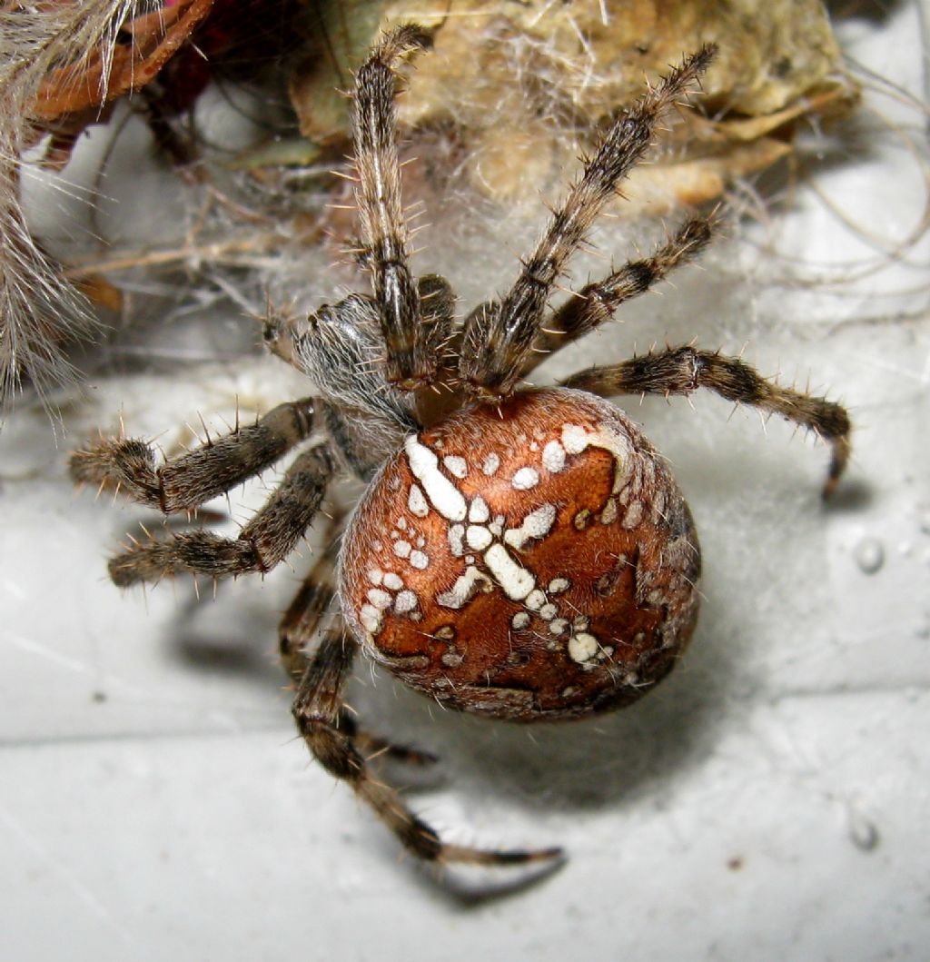 Araneus diadematus: deposizione uova - Treviso