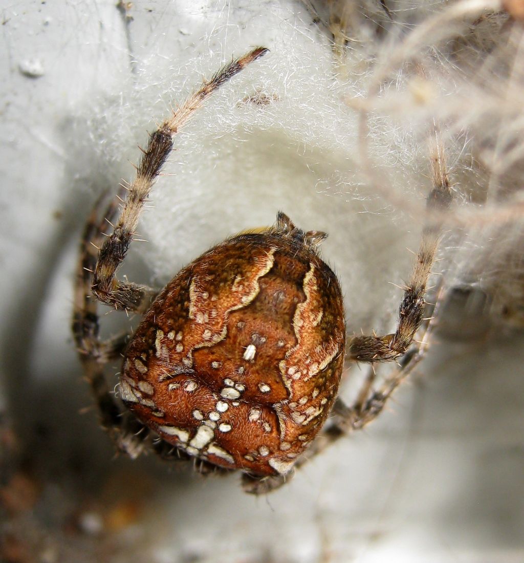Araneus diadematus: deposizione uova - Treviso