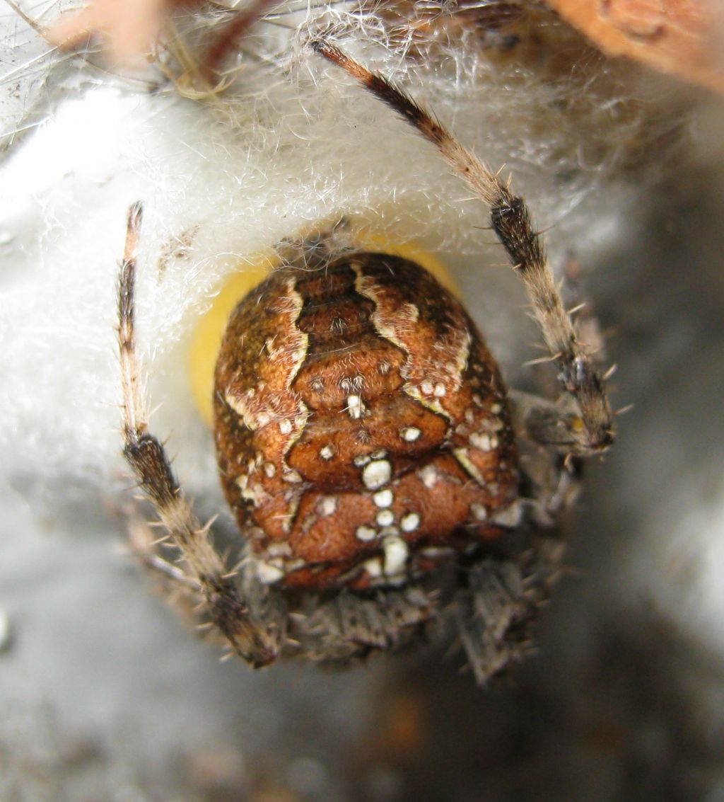 Araneus diadematus: deposizione uova - Treviso