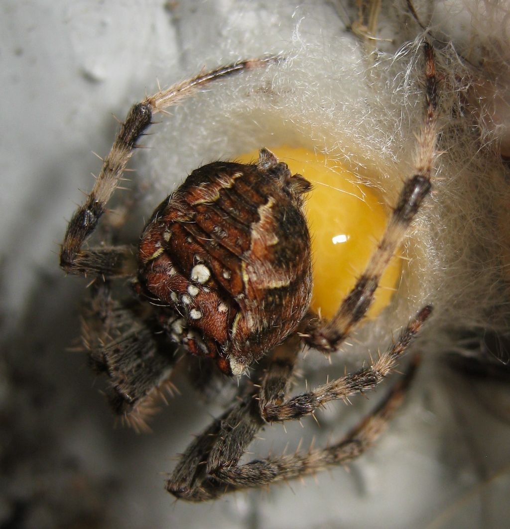 Araneus diadematus: deposizione uova - Treviso