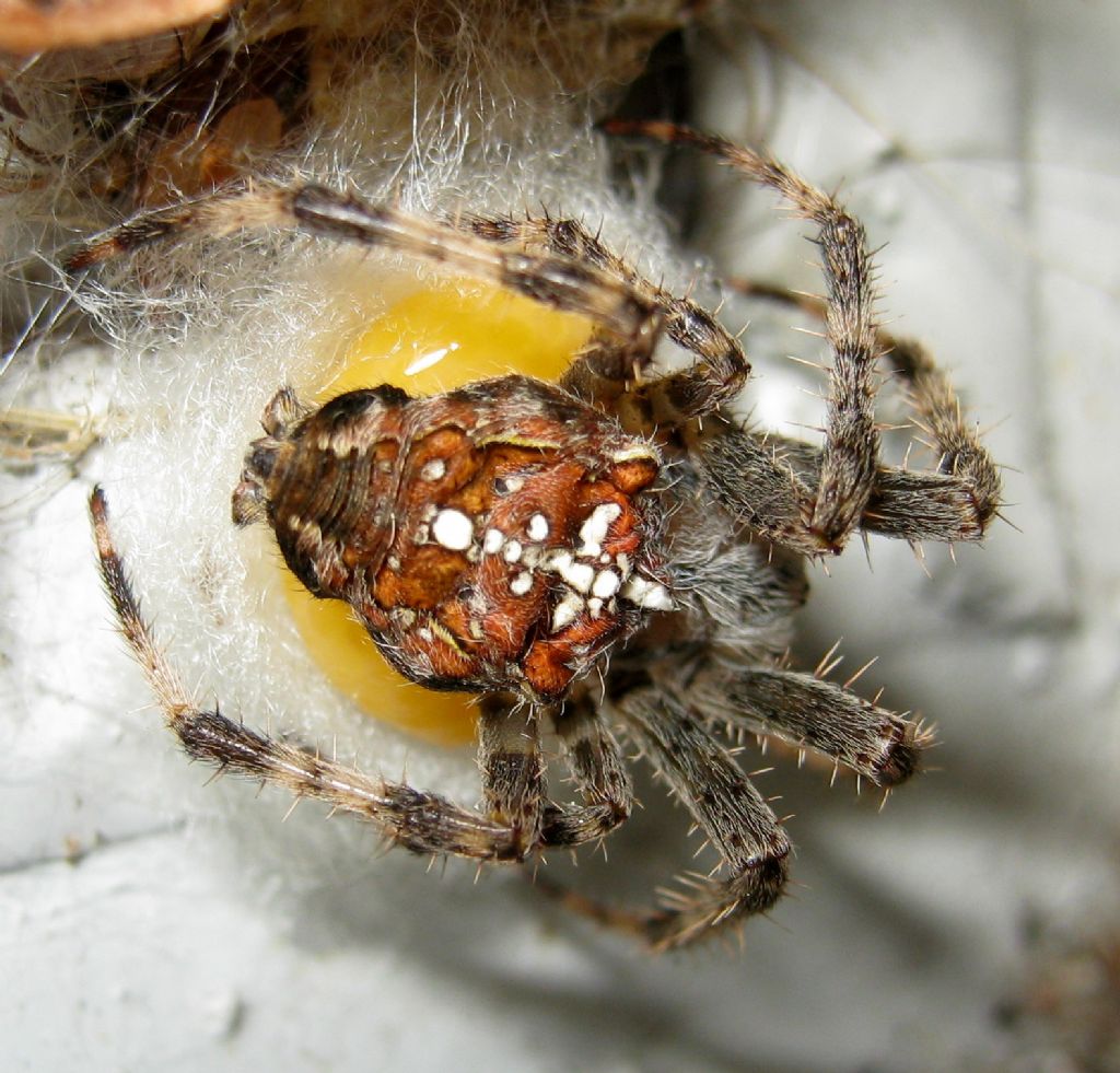 Araneus diadematus: deposizione uova - Treviso