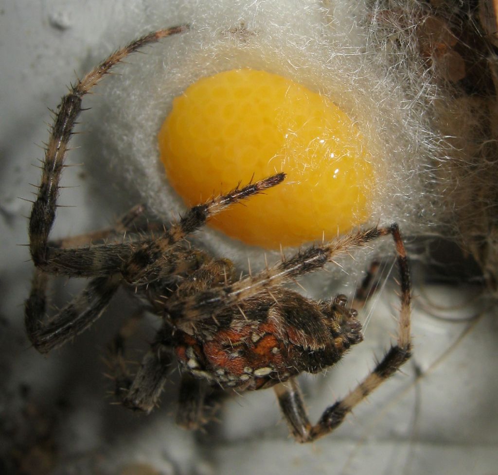 Araneus diadematus: deposizione uova - Treviso