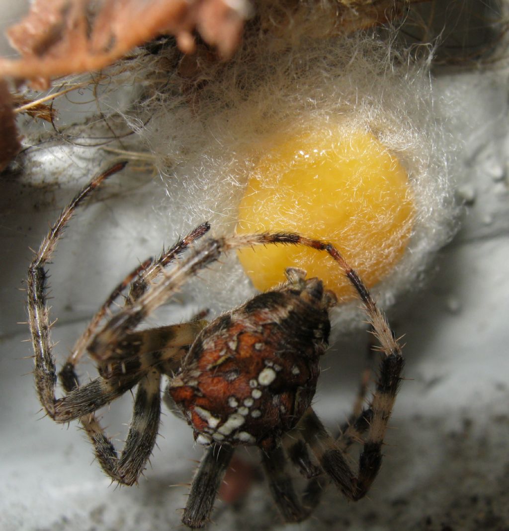 Araneus diadematus: deposizione uova - Treviso