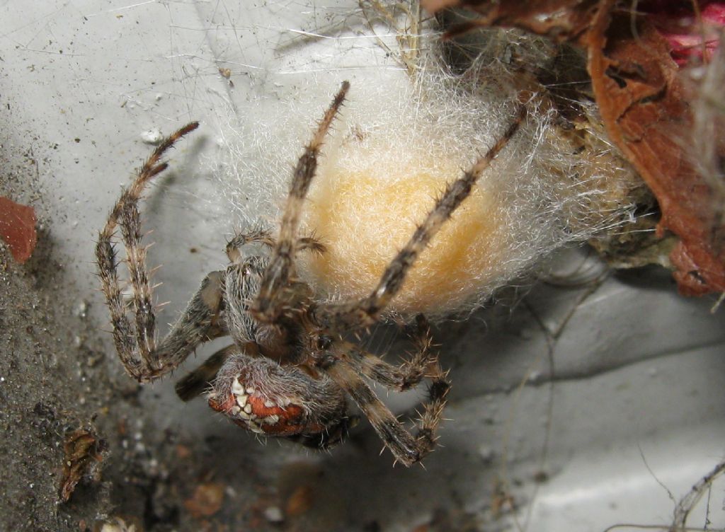 Araneus diadematus: deposizione uova - Treviso