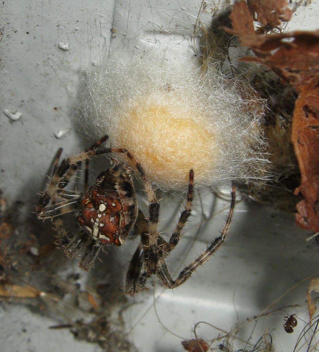Araneus diadematus: deposizione uova - Treviso