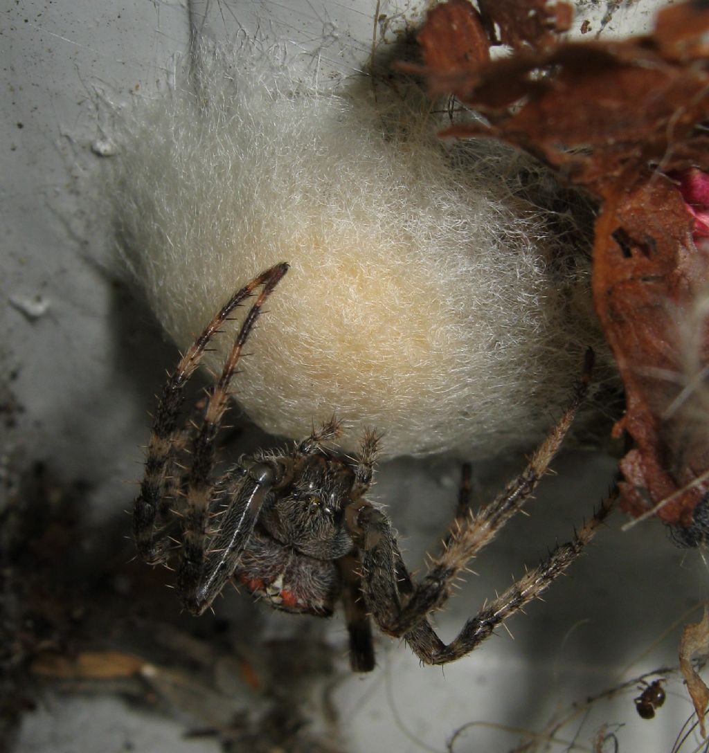 Araneus diadematus: deposizione uova - Treviso