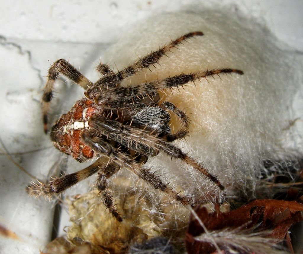 Araneus diadematus: deposizione uova - Treviso