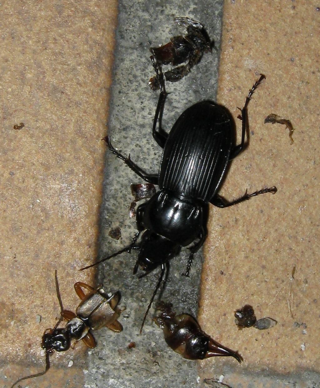 Pterostichus melas italicus con resti di Forficula sp.