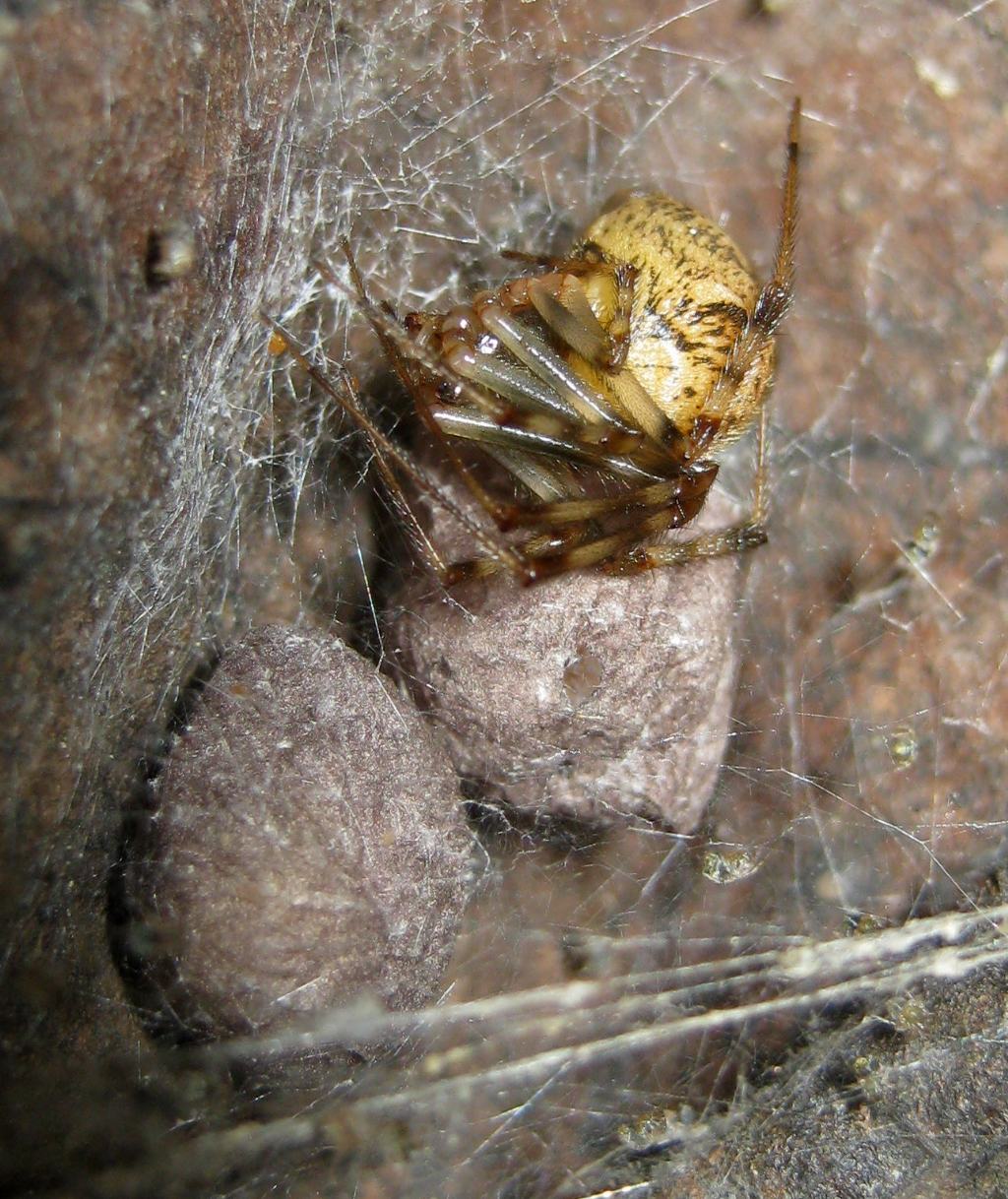 Parasteatoda tepidariorum - Treviso (TV)
