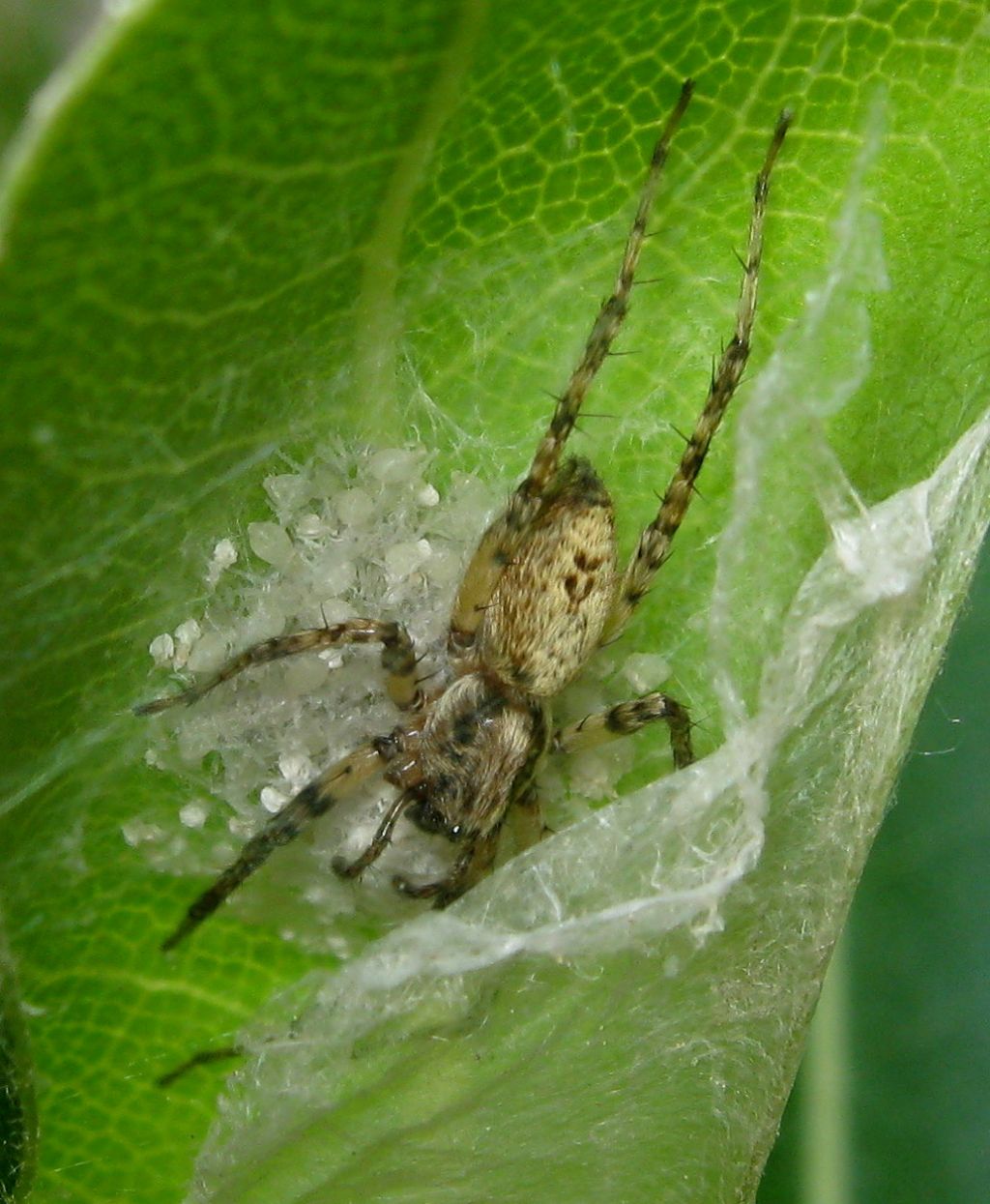 Anyphaena sp. nido con piccoli - Treviso (TV)