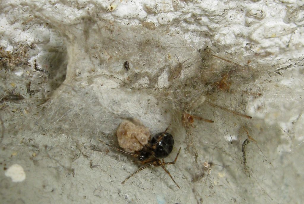 Sardinidion blackwalli con ovisacco - Treviso