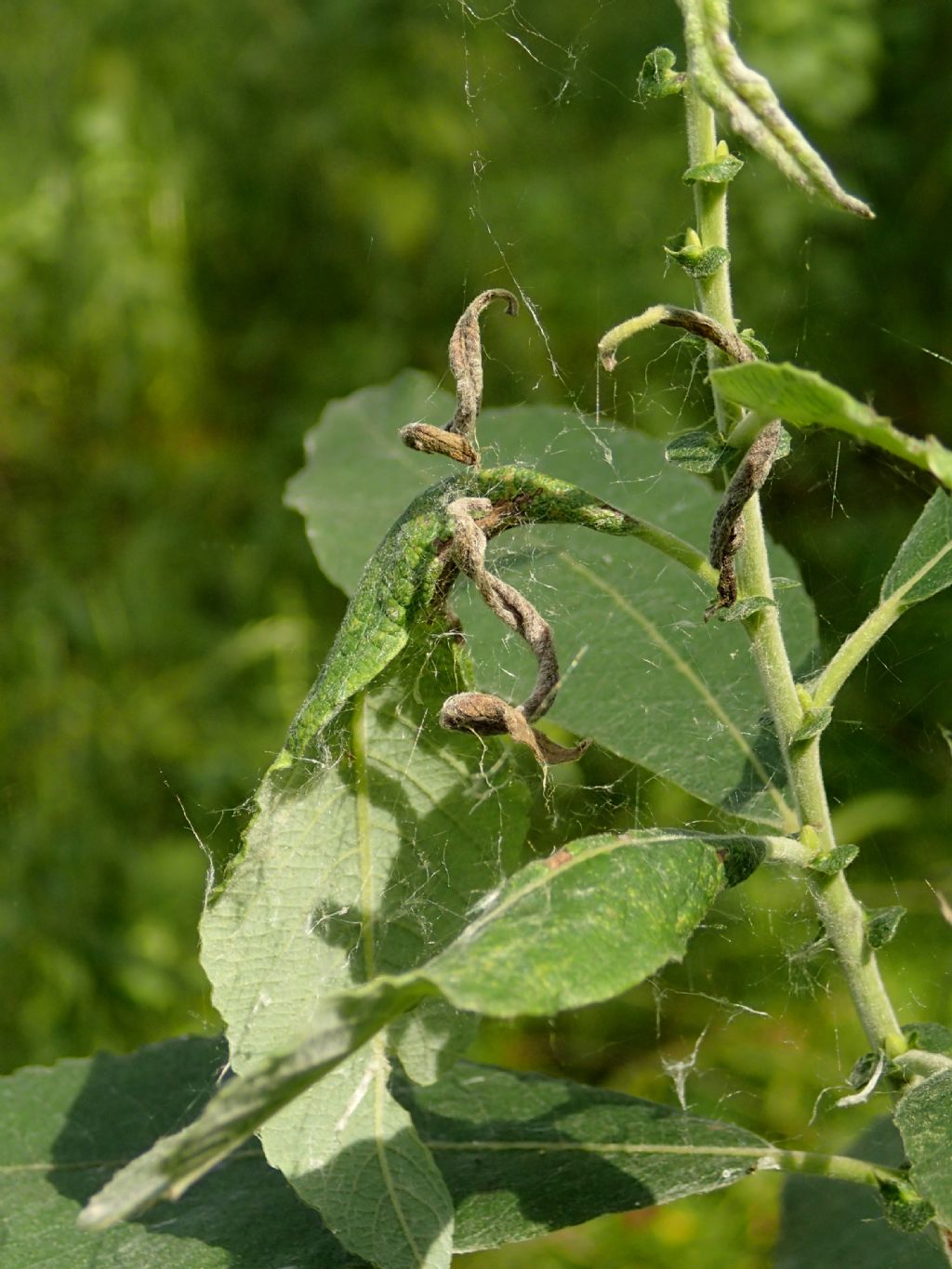 Anelosimus sp. - Lughignano (TV)
