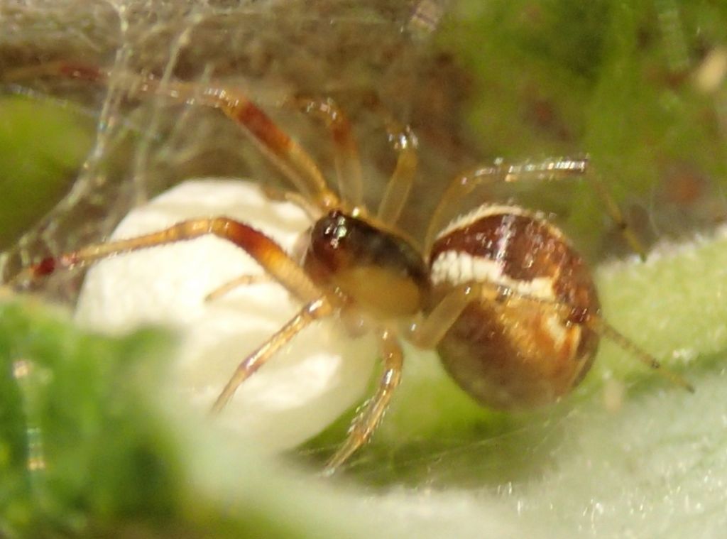 Anelosimus sp. - Lughignano (TV)