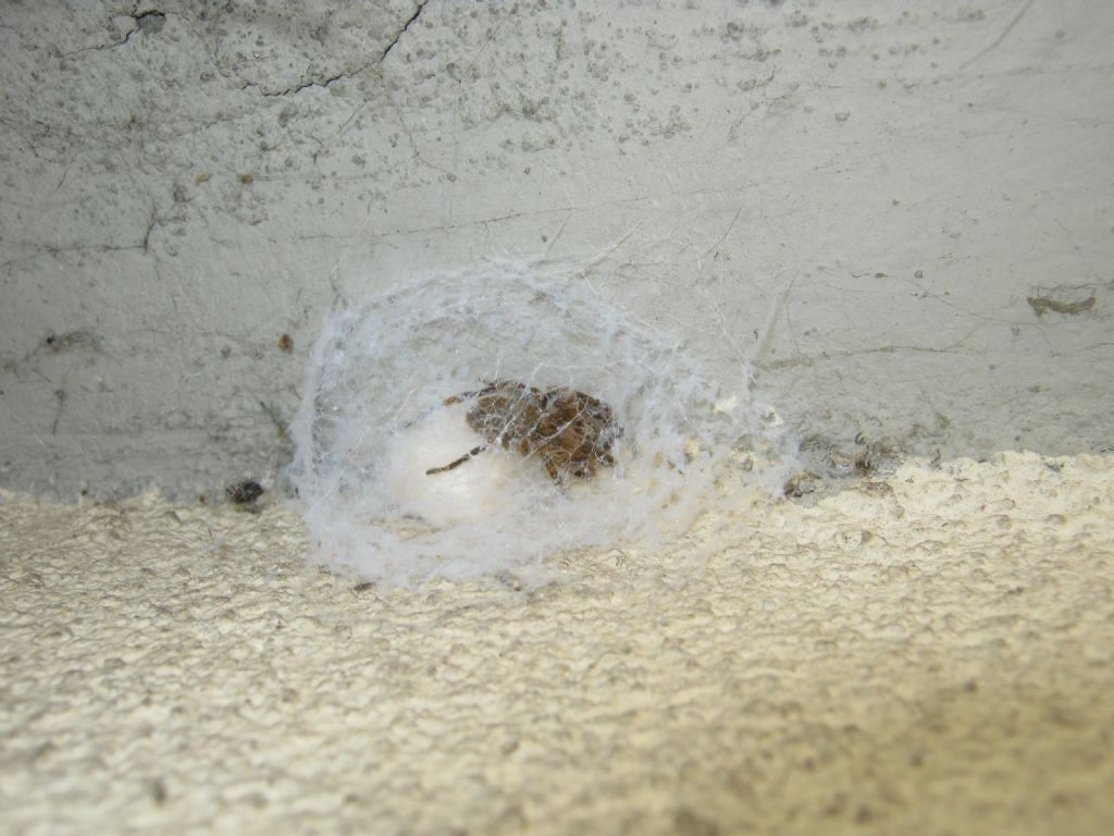 Sardinidion blackwalli con ovisacco - Treviso