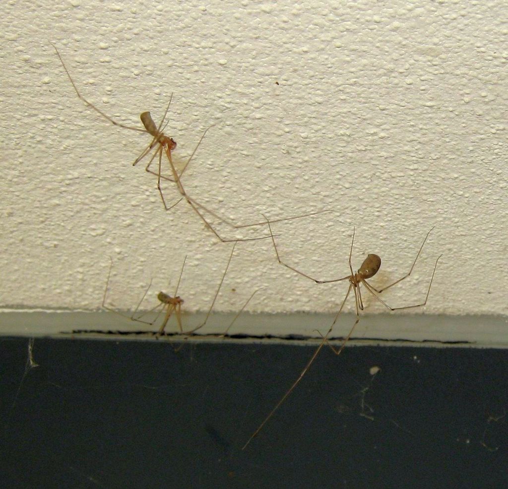 Pholcus phalangioides corteggiamento con terzo incomodo